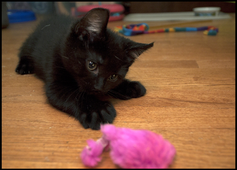 Pink Mousy Toy.jpg